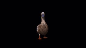 Female Duck Walk View Front , animation. 1920×1080 Pixel. 09 seconds long.Transparent Alpha video. Loop