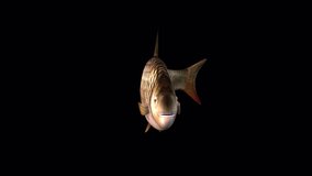 Fish Fast Swimming – Front View, Animation.Full HD 1920×1080. 06 Second Long.Transparent Alpha Video. LOOP.