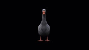 Goose İdle View From Front, Animation.Full HD 1920×1080. 08 Second Long.Transparent Alpha Video. LOOP.