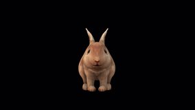 Brown Rabbit Eat Front View, Animation.Full HD 1920×1080. 05 Second Long.Transparent Alpha Video. LOOP.