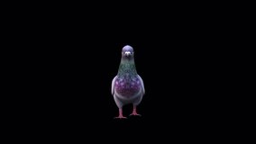 Pigeon Walk View From Front, Animation.Full HD 1920×1080. 06 Second Long.Transparent Alpha Video. LOOP.