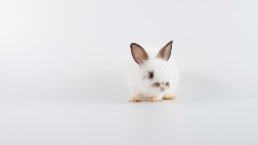 A healthy lovely bunny easter white rabbit walking, cleaning face, ears, body, sniffing, looking around, on white screen background. Cute fluffy rabbit, Lovely easter Animal symbol. Royalty-Free Stock Footage #1097566617