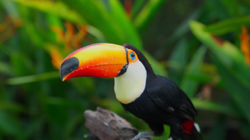 ํYellow-breasted toucan It has a large mouth. Body feathers are black. The base of the tail is red and white, the chest and neck are bright yellow, the mouth is green, and the tip of the mouth is red. Royalty-Free Stock Footage #1097571137