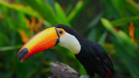 ํYellow-breasted toucan It has a large mouth. Body feathers are black. The base of the tail is red and white, the chest and neck are bright yellow, the mouth is green, and the tip of the mouth is red. 스톡 비디오