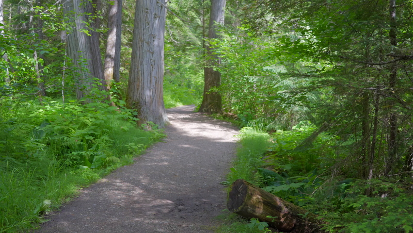 Establishing shot of trail in park in slow motion at summer day in Vancouver, Canada, North America. Day time on September 2022.