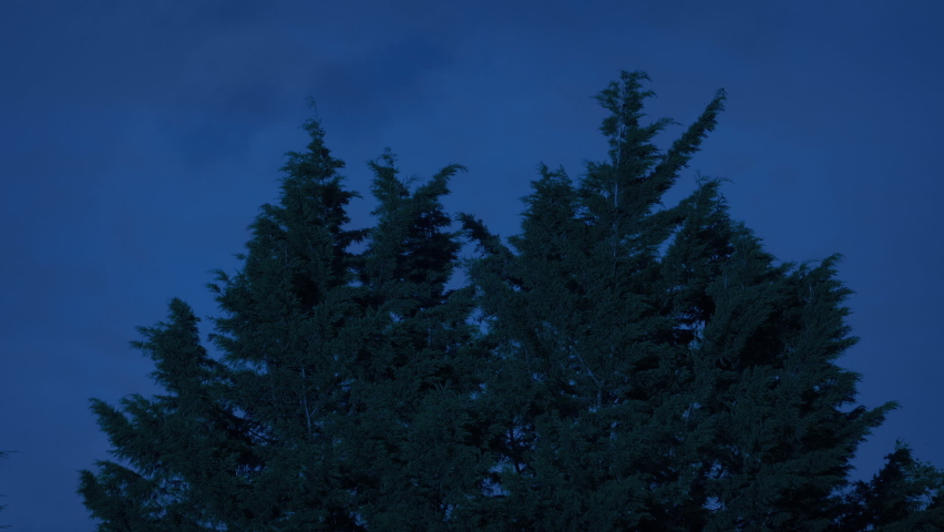 Bushy Evergreen Tree On Windy Evening | Shutterstock HD Video #1097573651