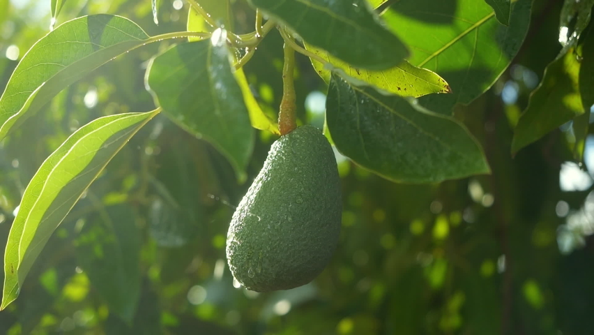 avocado tree branch with ripe fruit close up. drops of water falling slow motion. fruit and vegetable   farming in Turkey. colorful fresh fruit and vegetable crops. Agriculture, farming, healthy food Royalty-Free Stock Footage #1097578965