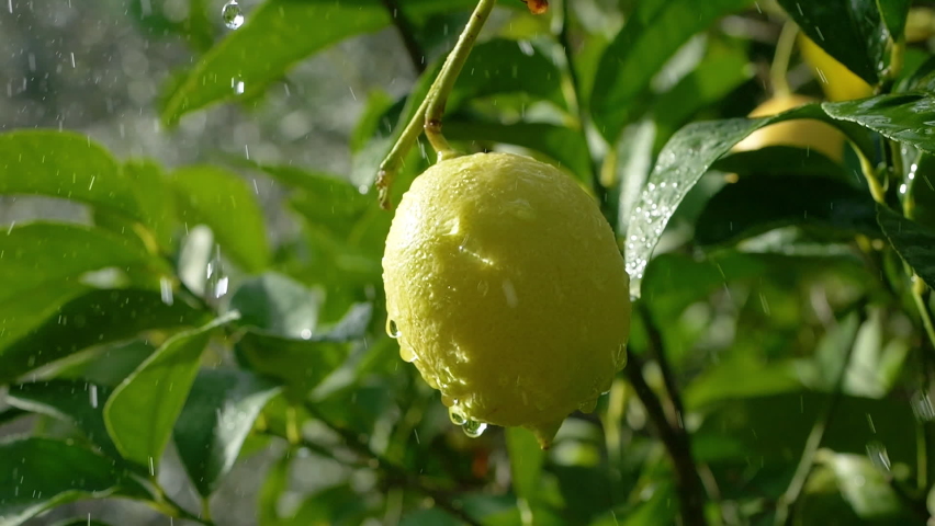 ripe lemon hanging on a tree branch, drops of rain falling slow motion, sunny day. fresh yellow ripe lemons on lemon tree branches in Italian garden. citrus fruits orchard. fruit crops, healthy food Royalty-Free Stock Footage #1097580479