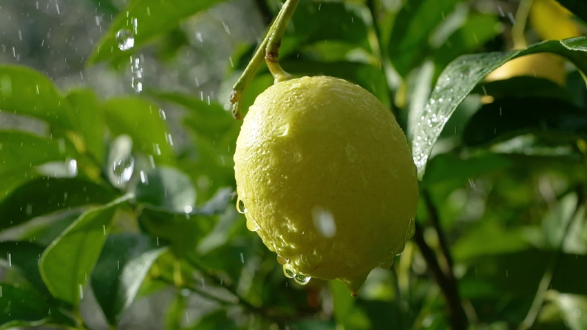 ripe lemon hanging on a tree branch, drops of rain falling slow motion, sunny day. fresh yellow ripe lemons on lemon tree branches in Italian garden. citrus fruits orchard. fruit crops, healthy food