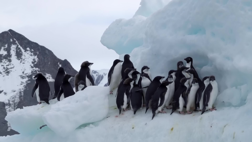 Adelie Penguins group huddle on small iceberg, Antarctica
Sailing shot, Adelie Penguins, Antarctic Peninsula, 2022
 | Shutterstock HD Video #1097581253