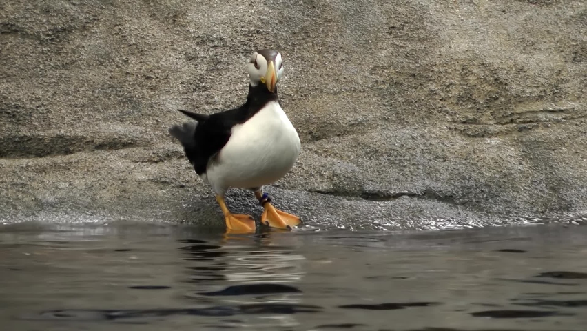 Horned Puffin on riverside, Alaska
Alaska Wildlife and nature, Anchorage 2021
