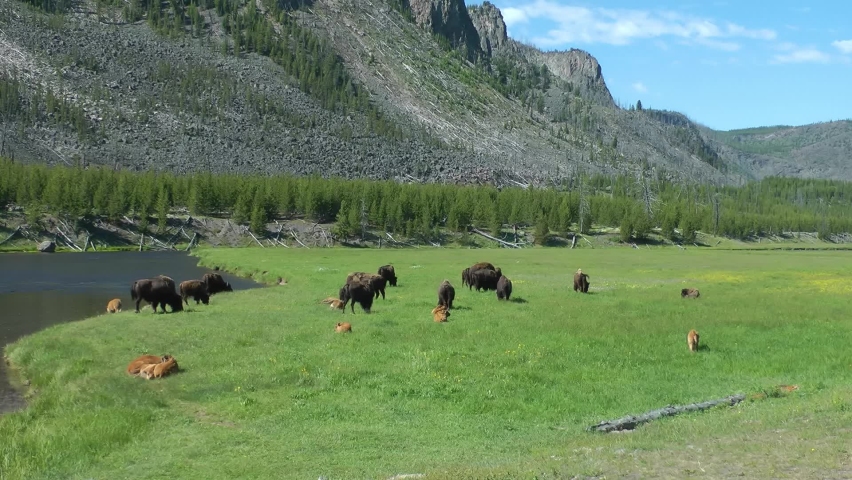 American bison herd near river drinks and resting
