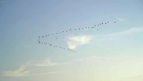 cranes fly away,a flock of birds flying high in the blue sky in autumn, slowmo