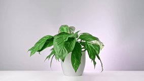 Timelapse video of a dehydrated Peace Lily plant brought back to life after watering