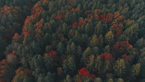 Aerial view of a beautiful golden autumn forest. Drone flight over the red-yellow forest and over the road. The concept of a beautiful golden autumn seen from a bird's eye view.
