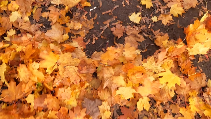 The wind blows heaps of leaves on the ground.