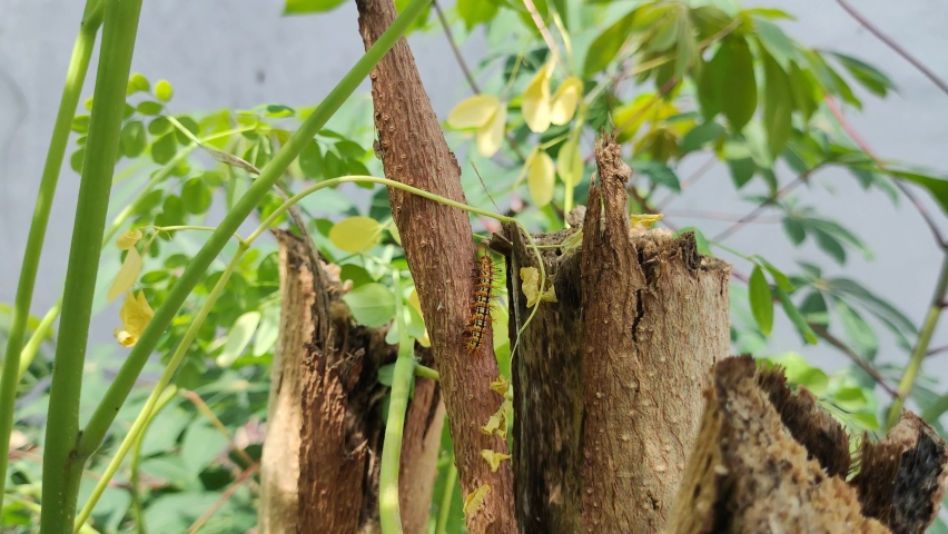 Malacosoma tigris or caterpillars can be seen crawling on tree trunks. The color is very pretty but itchy to the touch. 