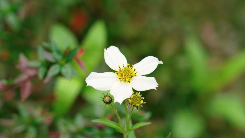 Pretty white cosmos flower with yellow pollen on stamens | Shutterstock HD Video #1097592751