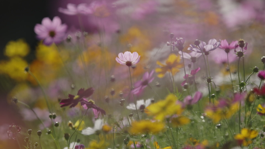 Cosmos blooming in springtime. Horizontal nature  background. | Shutterstock HD Video #1097592779