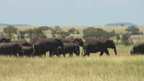 Large Herd of Elephants in the Serengeti