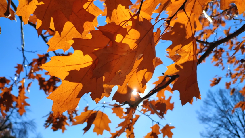 Yellow-brown oak leaves on branch swaying strong in wind on background blue sky close-up. Sun shines brightly through leaves. Natural background. Forest woodland nature season autumn seasonal backdrop | Shutterstock HD Video #1097602955