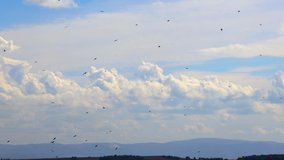 A flock of birds of prey flies and circling in the blue sky under the white clouds. Chaotic flock movement