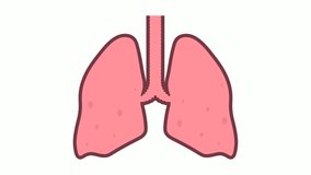 Animated healthy human lungs slowly and calmly breathe. Cartoon looped video isolated on white background