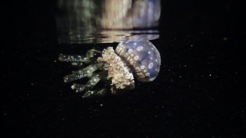 spotted lagoon jellyfish