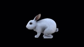 White Rabbit Eat View From Side, Animation.Full HD 1920×1080. 05 Second Long.Transparent Alpha Video. LOOP.