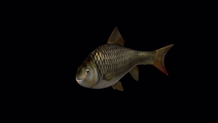 Fish Slow Swimming – Front Side View, Animation.Full HD 1920×1080. 05 Second Long.Transparent Alpha Video. LOOP. Royalty-Free Stock Footage #1097611837