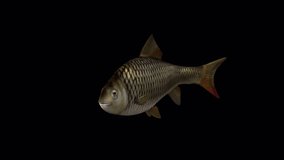 Fish Slow Swimming – Front Side View, Animation.Full HD 1920×1080. 05 Second Long.Transparent Alpha Video. LOOP.
