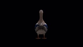 Female Duck İdle View From Back , animation. 1920×1080 Pixel. 10 seconds long.Transparent Alpha video. Loop