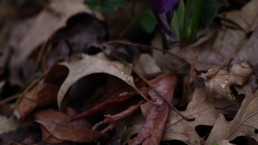purple flowers in the forest close up