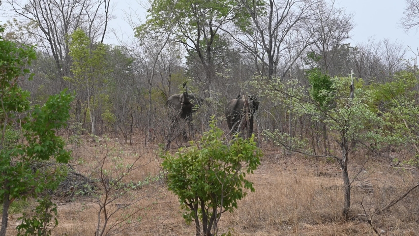 Large elephants viewed holding a trunk up high for smelling the area in Zimbabwe, Hwange National Park game drive,