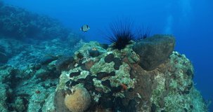 long spine sea urchin group colony underwater mediterranean sea invasive specie