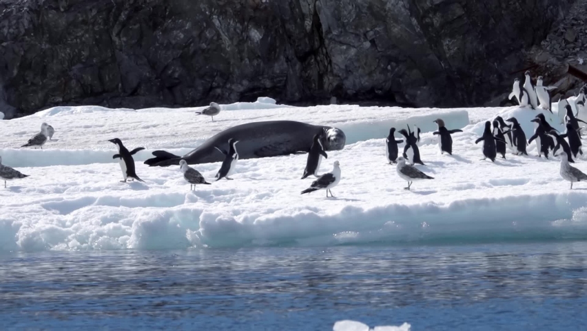 Leopard seal crawling toward Adelie Penguins flock. Adelie Penguins and a Leopard Seal, Antarctic Peninsula
 Royalty-Free Stock Footage #1097620405