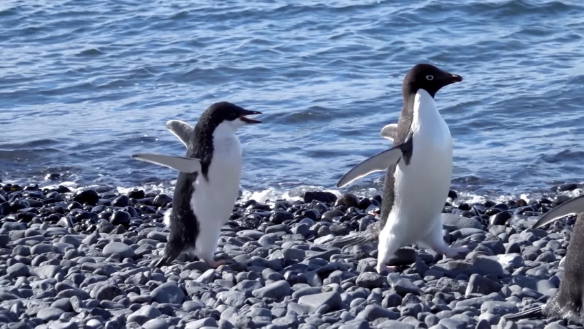 Adelie Penguin parent feeding a youngling, Antarctic Peninsula. Feeding chick close to shoreline, Antarctica, 2022
