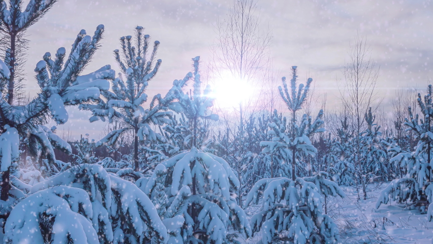 Sunset or sunrise in the winter pine forest with falling snow. Snowfall. | Shutterstock HD Video #1097621445