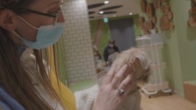 This video shows a caucasian woman in a covid mask petting a cute Brussels Griffon dog.