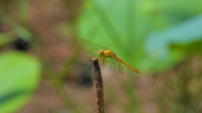 Close up shot of yellow dragonfly perched on a rice stem, The dragonfly is silent and doesn't move on a sunny day. | Shutterstock HD Video #1097626443