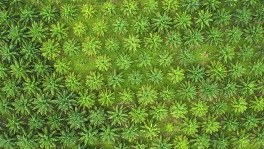 Aerial top view of waving summer green palm in a long green forest. | Shutterstock HD Video #1097626483