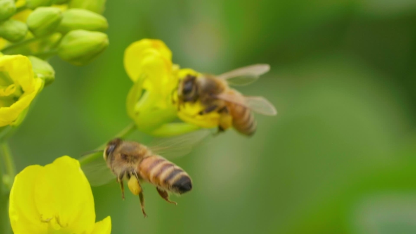 Lovely honey bee flying around oilseed flowers in spring field slow motion | Shutterstock HD Video #1097629439