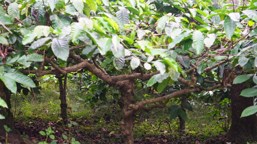 Coffee beans ripening, fresh coffee,red berry branch, industry agriculture on tree in Mudigere, India.