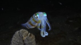 Bigfin Reef Squid - Sepioteuthis lessoniana hunts at night. Underwater world of Tulamben, Bali, Indonesia.