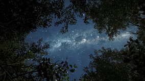 Dark Mystical Forest Spooky Moody Night Background Ethereal Mysterious Trees Dramatic Dreamy Cgi - Powered by Shutterstock - Get 15% off with code: PIKWIZARD15