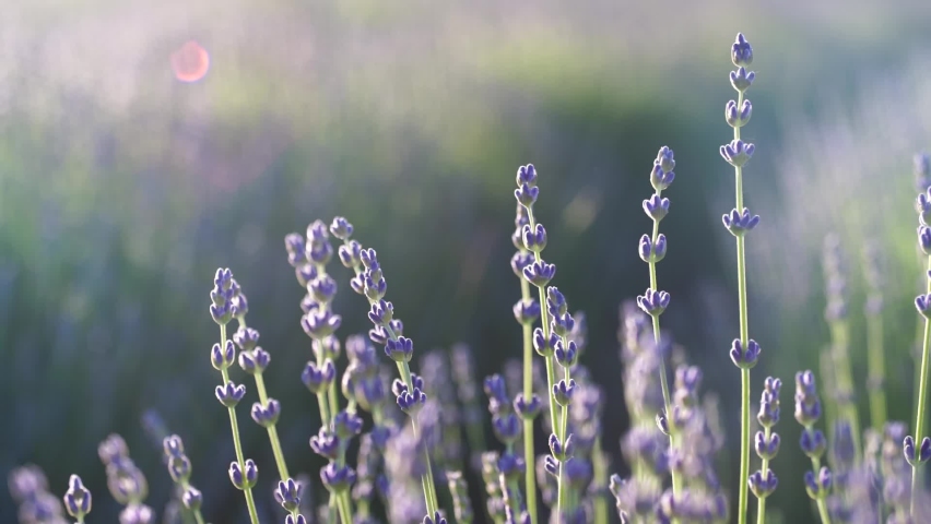 Fields of lavender flower blooming fragrant in endless rows at sunset. Selective focus on bushes of lavender purple fragrant flowers in the lavender fields. Royalty-Free Stock Footage #1097640311