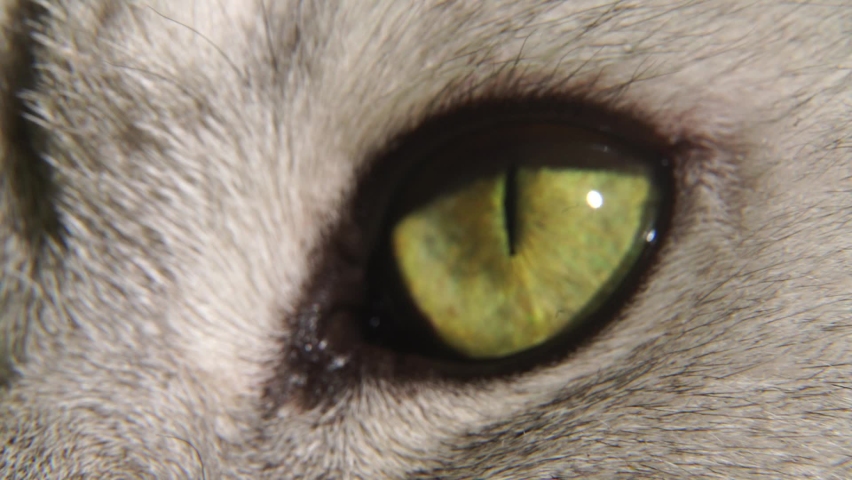 The eye of a Scottish straight cat. Slow motion green cat eye close up. | Shutterstock HD Video #1097640315
