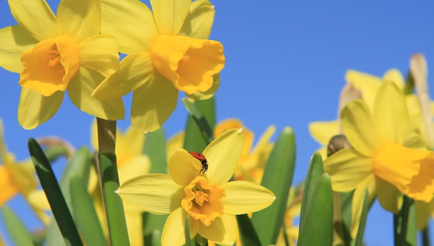 Daffodils against blue sky