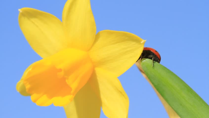 Lady beetle on daffodil