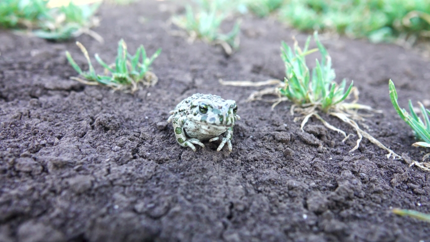 A young European green toad (Variable toad, Bufo viridis) on dry land. Assimilative coloration (not in this case) and toxic secretions on the skin. Open areas: fields, meadows, floodplains as norm Royalty-Free Stock Footage #1097658931